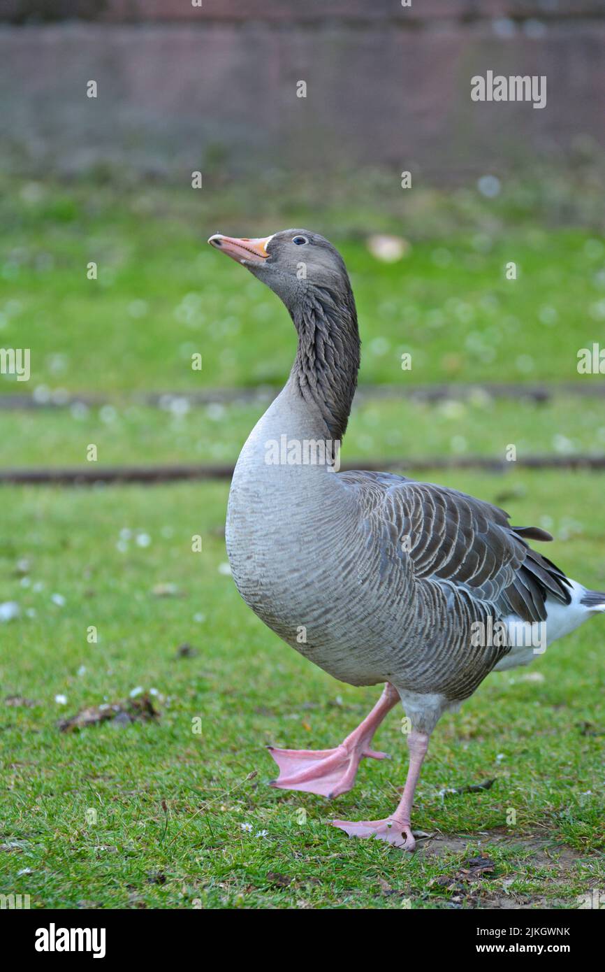 Die Nahaufnahme der Graylag-Gans, die senkrecht auf dem frischen Gras steht Stockfoto