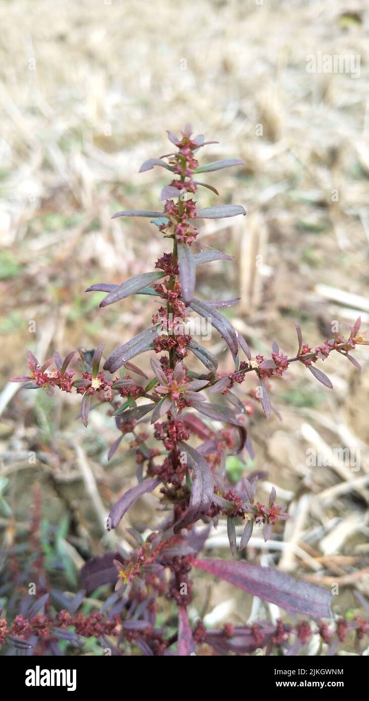 Ammannia multiflora Fotos und Bildmaterial in hoher Auflösung Alamy