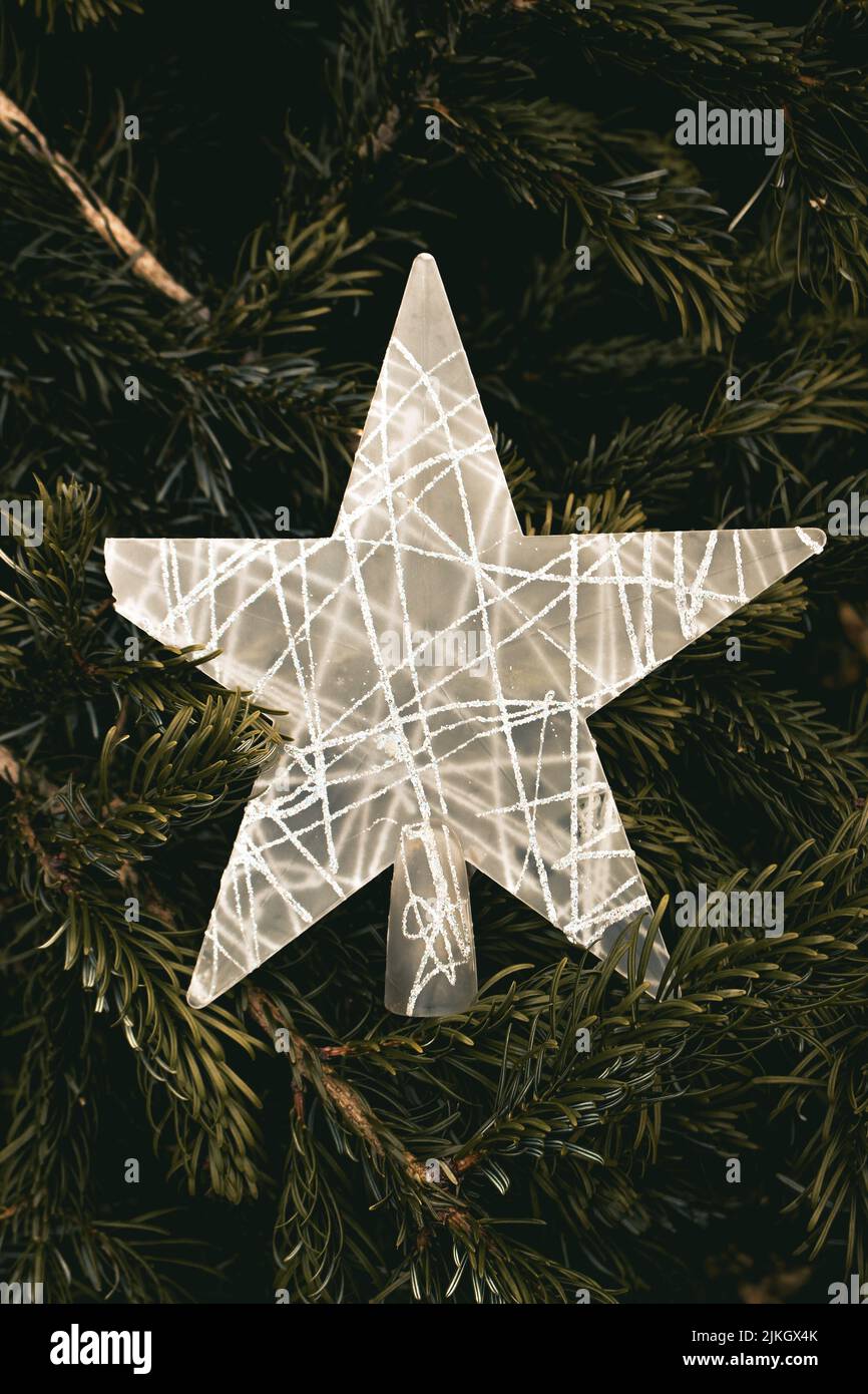 Ein Weihnachtsstern mit einem grünen Weihnachtsbaum Hintergrund. Stockfoto