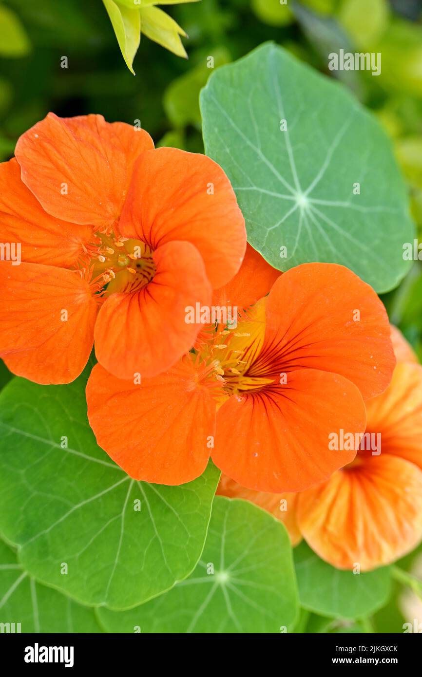Nahaufnahme der Strauß orange Kapuzinerkresse Blumen mit Weinstock und grünen Blättern im Garten weichen Fokus natürlichen grün braunen Hintergrund. Stockfoto