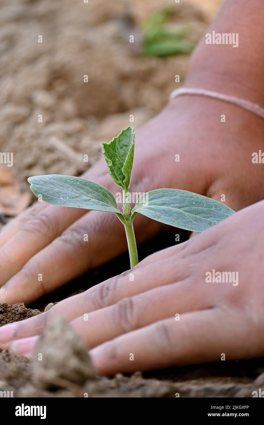 Nahaufnahme der reifen grünen Kürbis Weinrebe Pflanze Sämling und Bodenhaufen mit Hand in der Farm weichen Fokus natürlichen grün braunen Hintergrund. Stockfoto