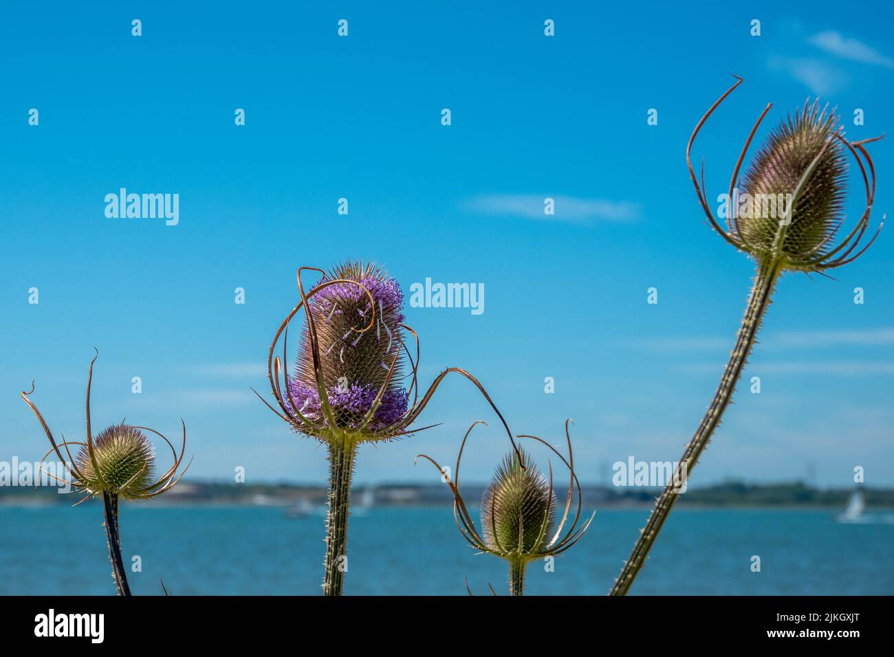 Büschel aus lila stacheligen eiförmigen Kopf aus Teelblumen mit blauem Himmel und Meer im Hintergrund Stockfoto