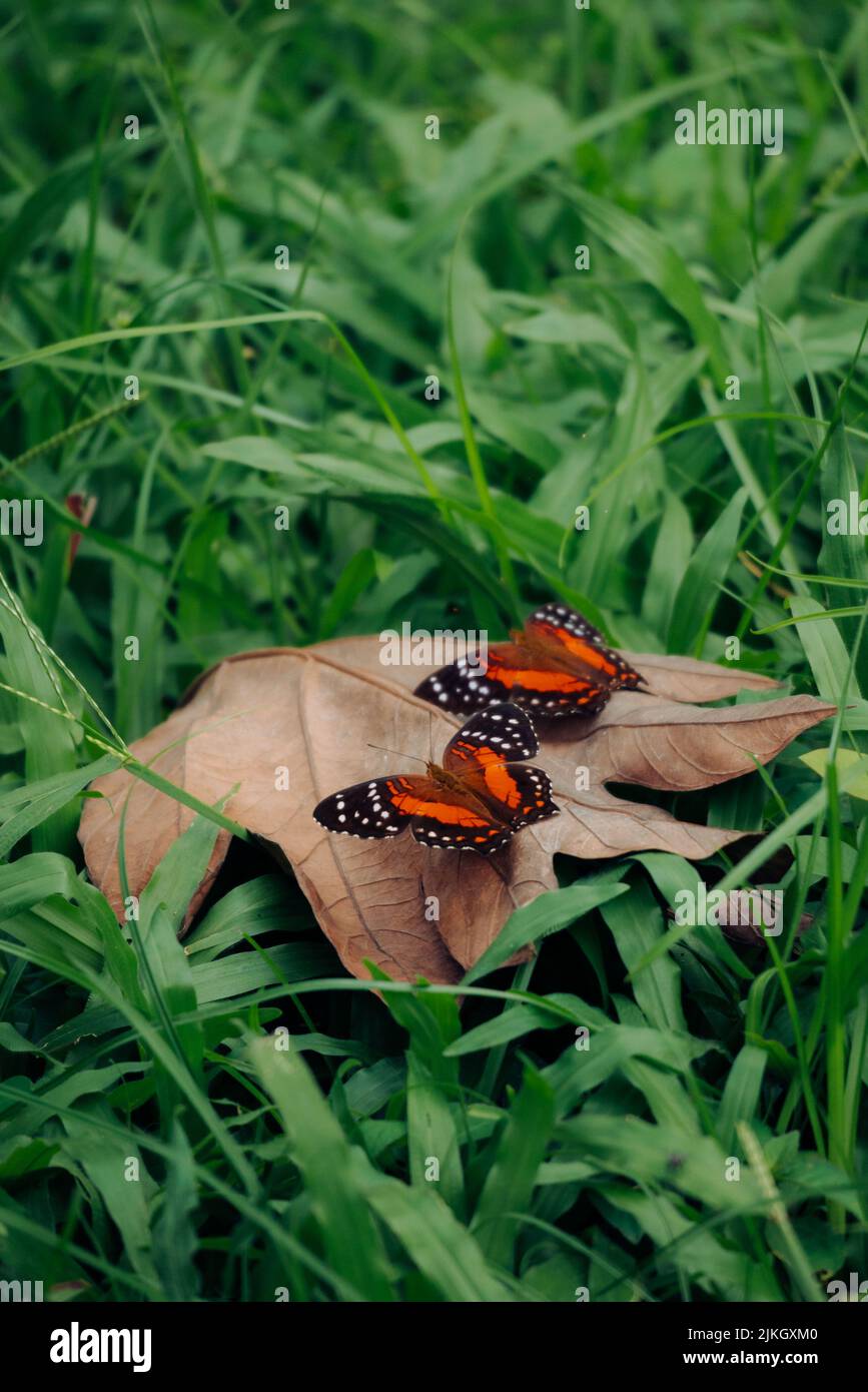 Die Nahaufnahme von roten Vanessa-Schmetterlingen auf einem trockenen Blatt auf dem frischen Gras Stockfoto