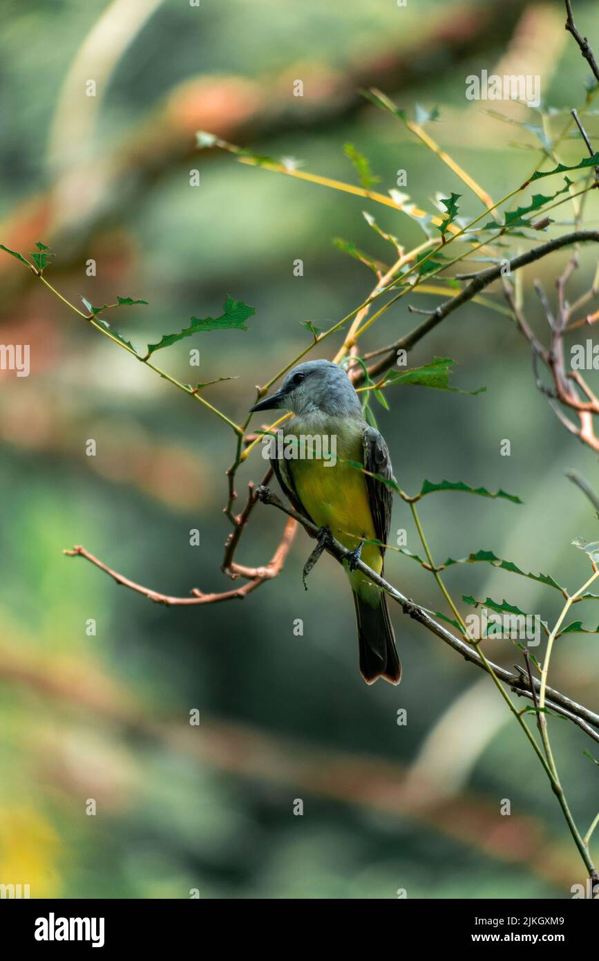 Die Makroaufnahme von Coraciiformes farbenfroher Vogel auf einem kleinen grünen Ast, vertikal Stockfoto