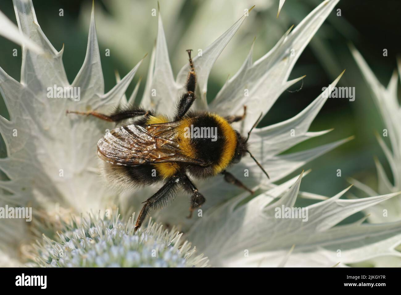 Nahaufnahme der bunten kleinen Gartenbumblbee, Bombus hortorum, die auf einem grauen Eryngium giganteum Distelblatt im Garten sitzt Stockfoto