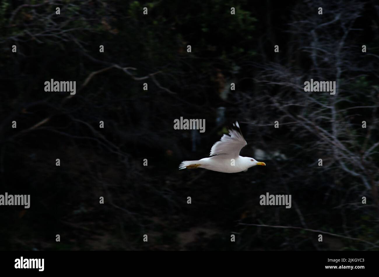 Eine Gelbbeinmöwe, die durch einen dunklen Wald fliegt Stockfoto