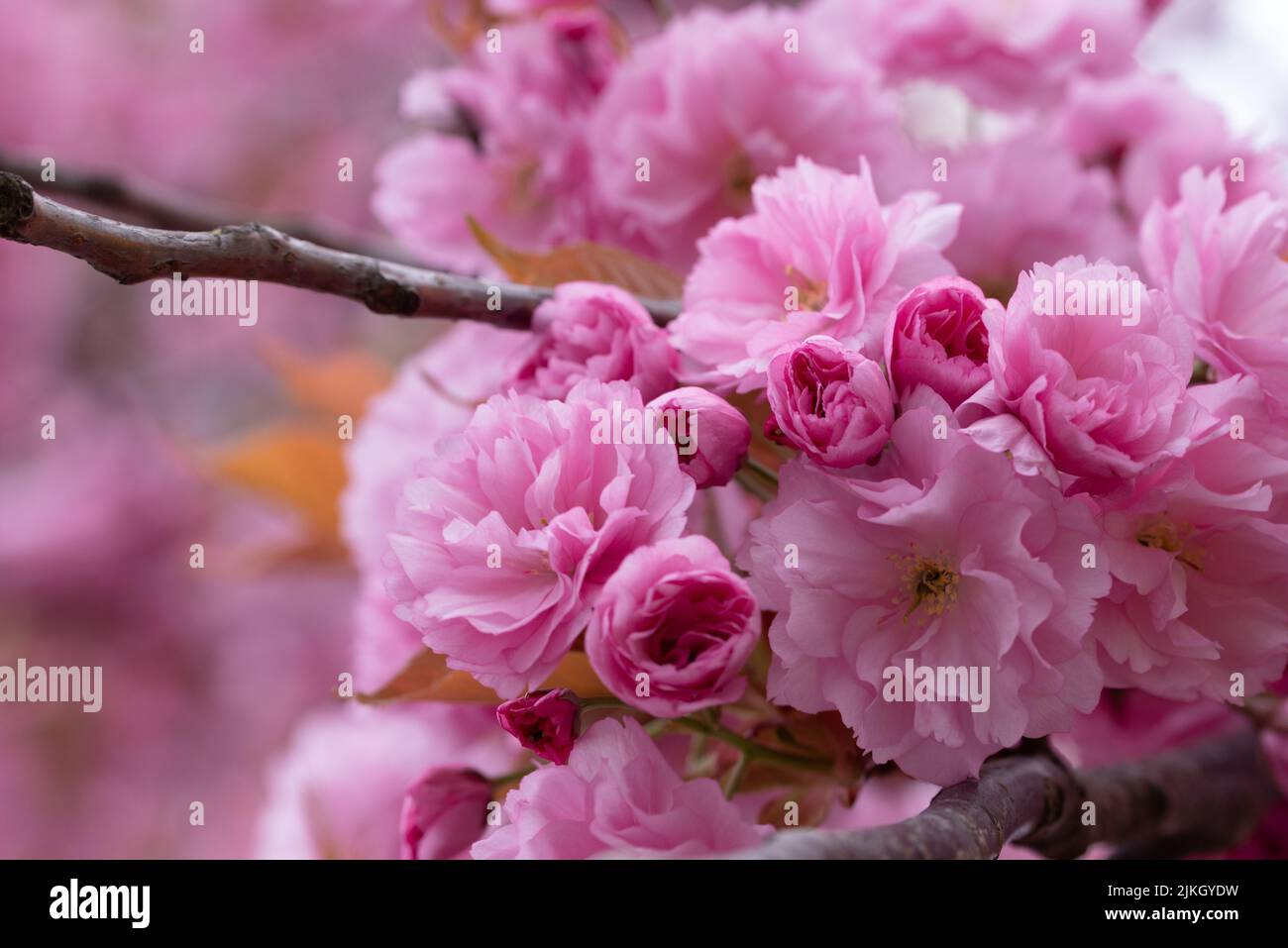 Eine Nahaufnahme der schönen ostasiatischen Kirschblüte in einem Garten Stockfoto