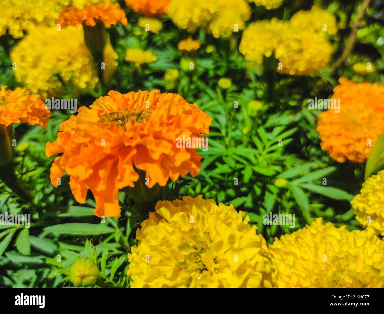 Eine Nahaufnahme von gelben und orangefarbenen Ringelblumen im Garten Stockfoto