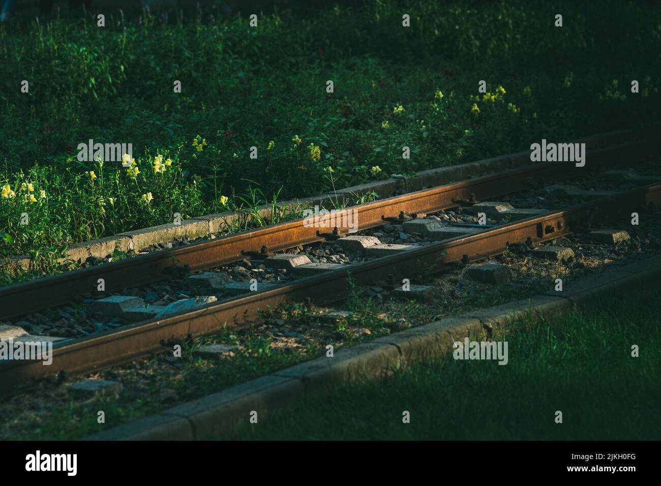 Blick auf Eisenbahnschienen mit frischem Gras und Blumen auf einem Feld Stockfoto