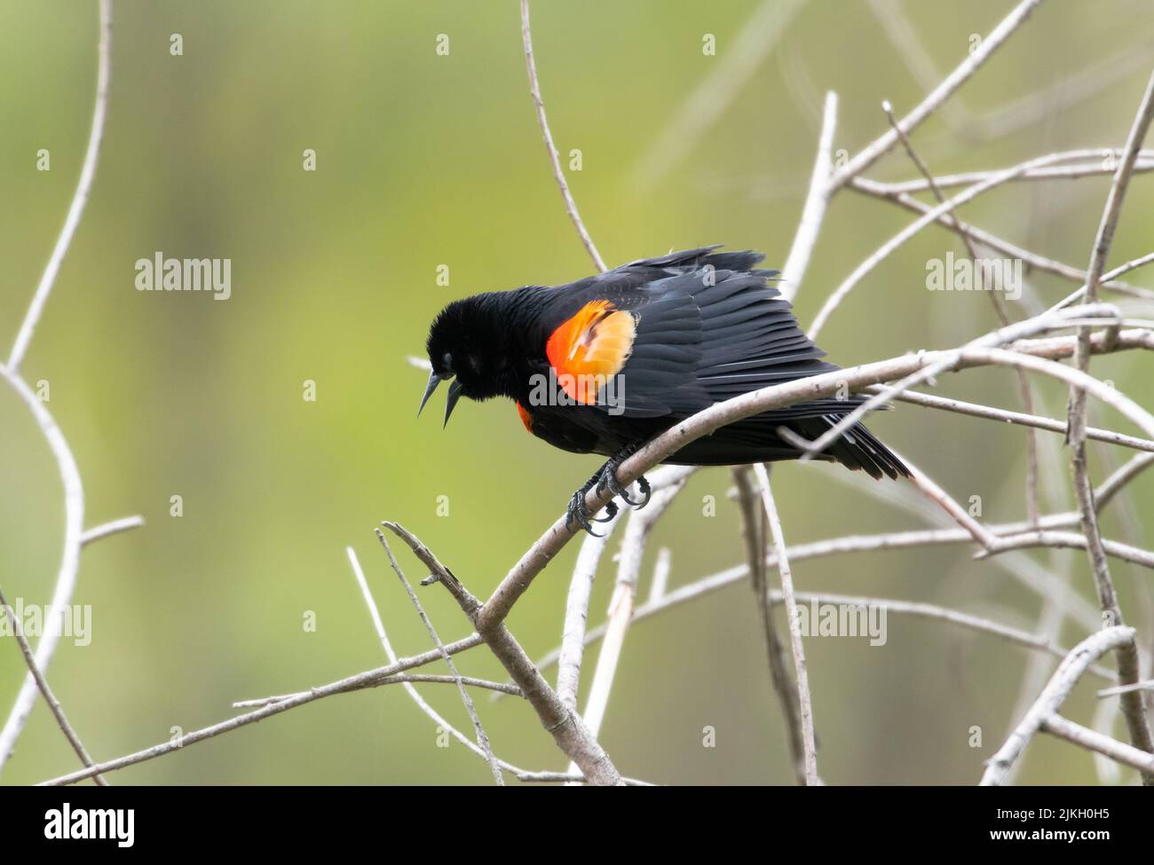 Agelaius phoeniceus, ein Rotflügeliger Amsel, thronte in einigen trockenen Zweigen, die zwitscherten und seine Federn ausstreckten Stockfoto