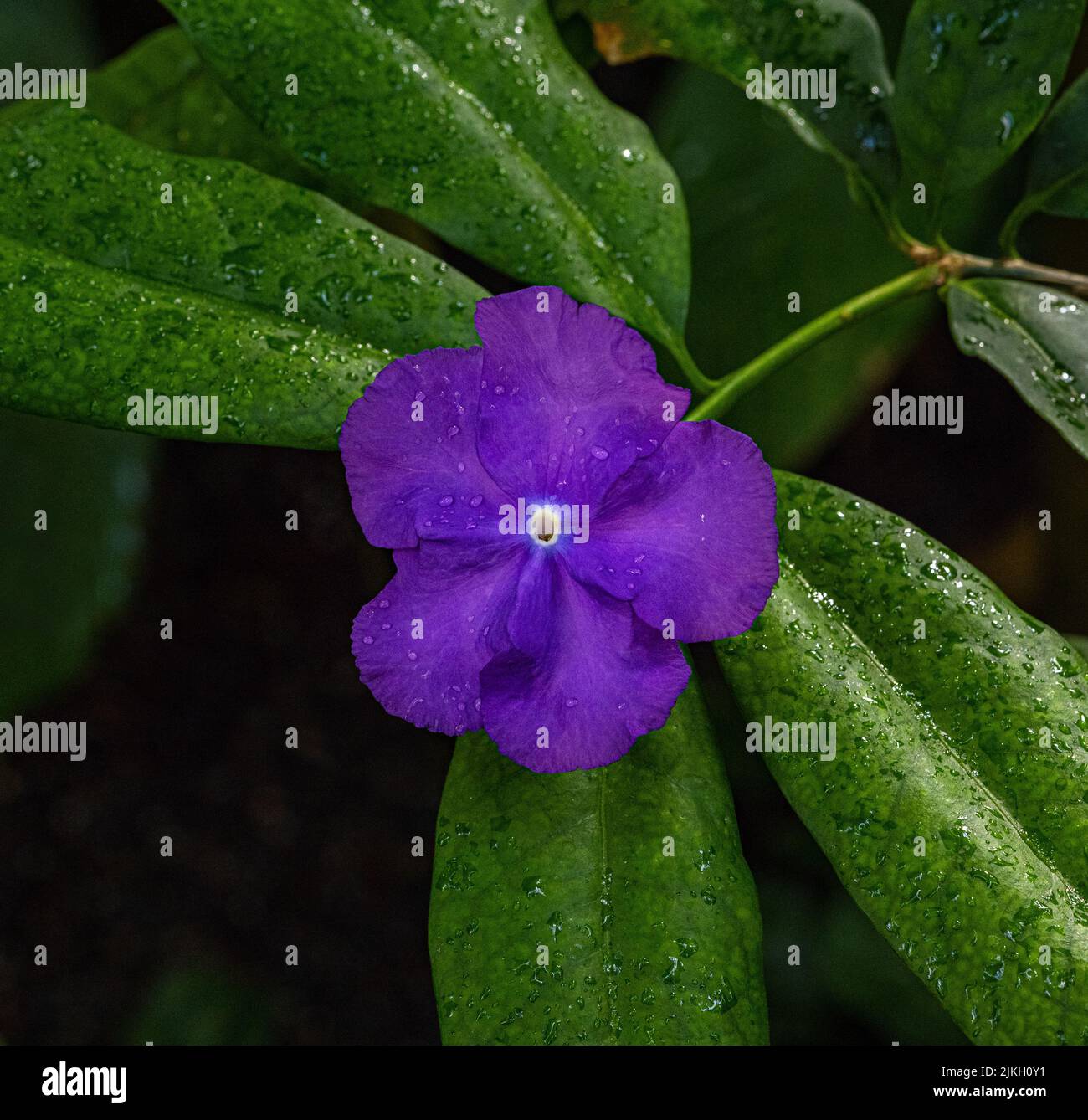 Brunfelsia pauciflora (Brunfelsia calycina). Ursprünglich werden sie in der Nähe der Atlantikküste im Südosten Brasiliens gefunden. Stockfoto