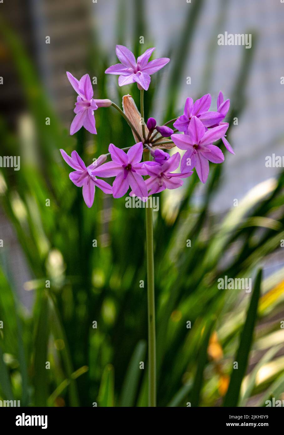 Nahaufnahme des blühenden violetten Knoblauchs (Tulbaghia violacea) Stockfoto