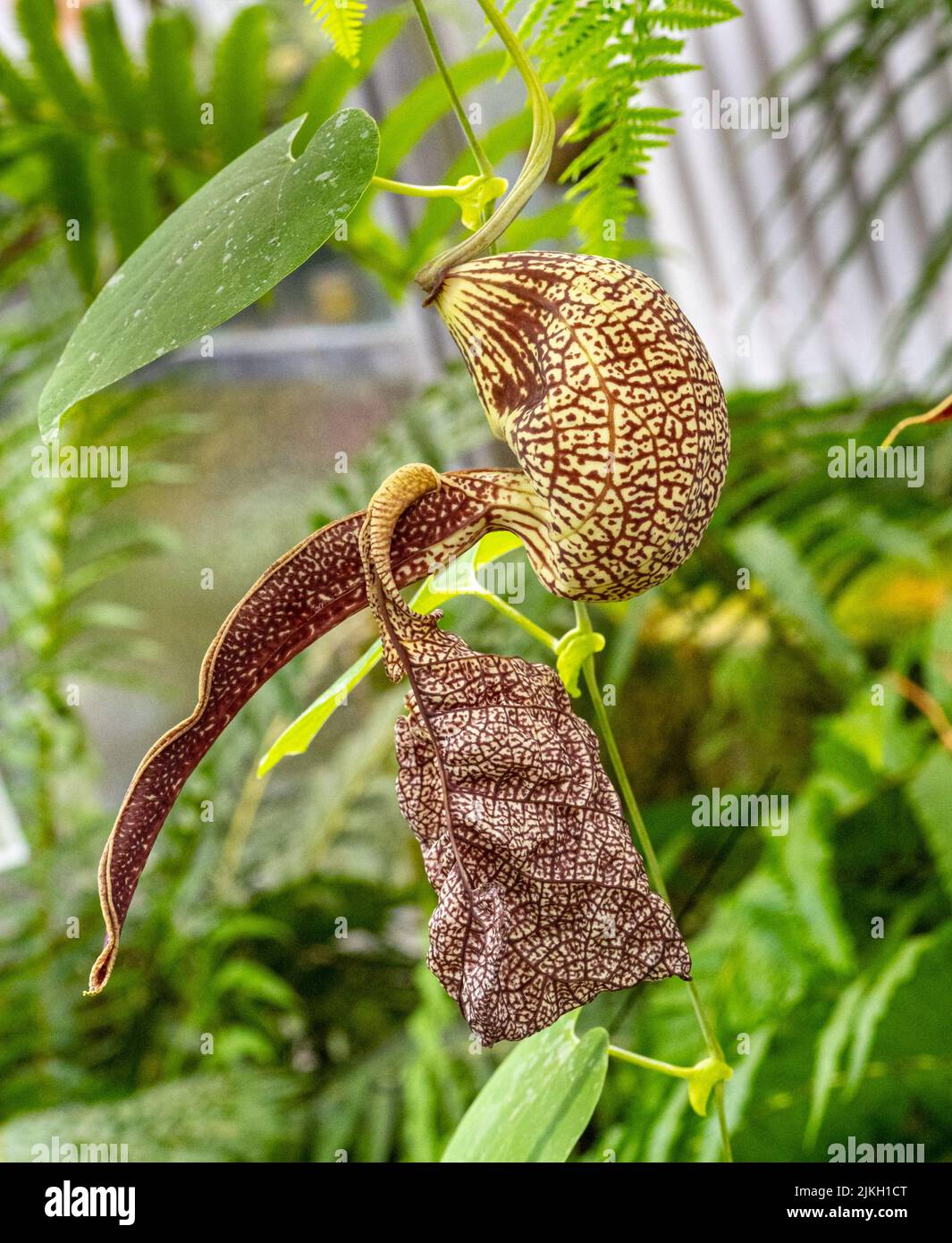 Klaffende holländer‘Pfeifenblume oder Pelikanblume (aristolochia labiata) Stockfoto