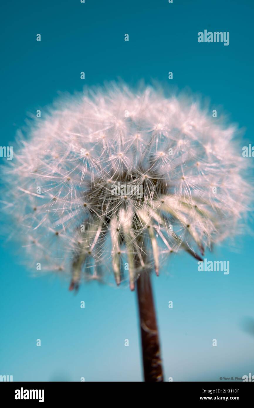 Eine vertikale Nahaufnahme eines zarten Löwenkels (Taraxacum) gegen den blauen Himmel Stockfoto