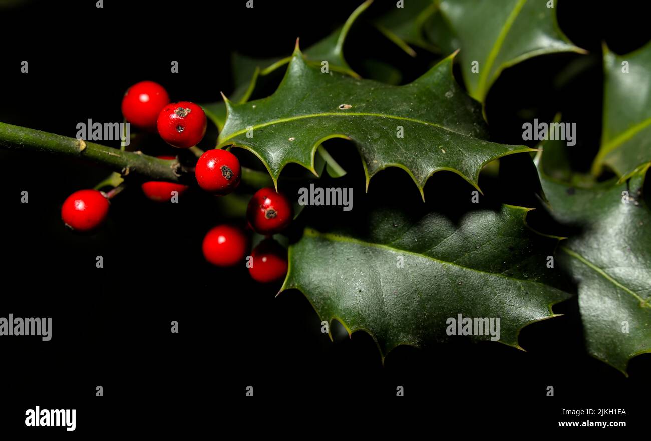 Nahaufnahme von Waldhollis (Ilex aquifolium) mit roten Beeren vor schwarzem Hintergrund Stockfoto