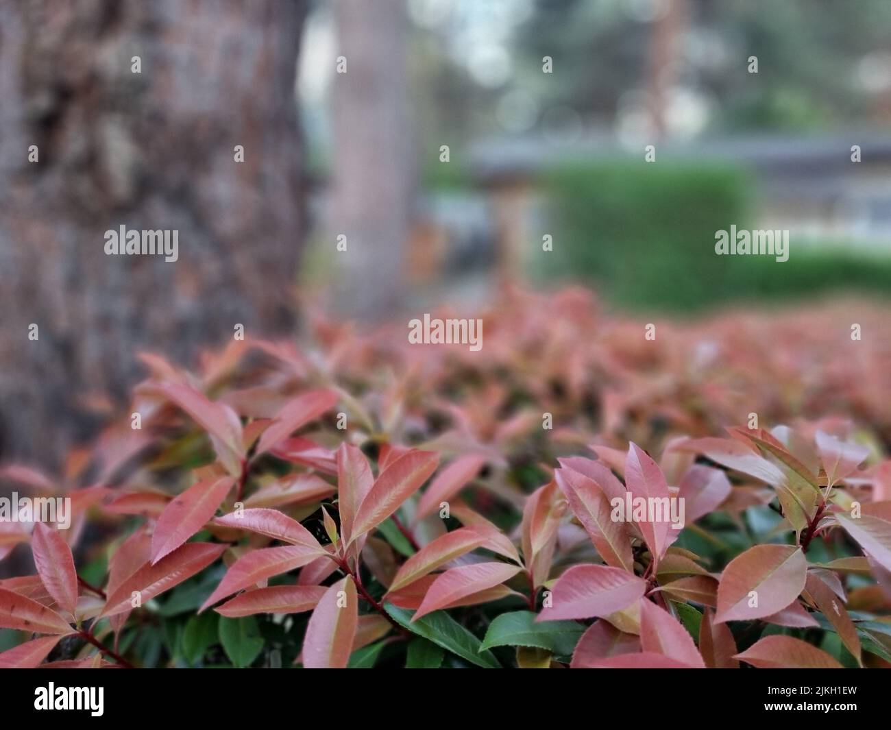 Ein selektiver Fokus der Herbstblätter eines Strauchs in einem Park Stockfoto