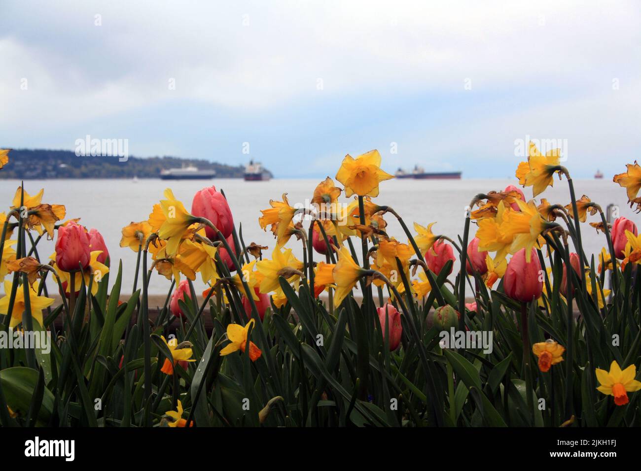 Eine flache Aufnahme von Tulpen und Narzissen am Strand der English Bay in Vancouver, Kanada Stockfoto