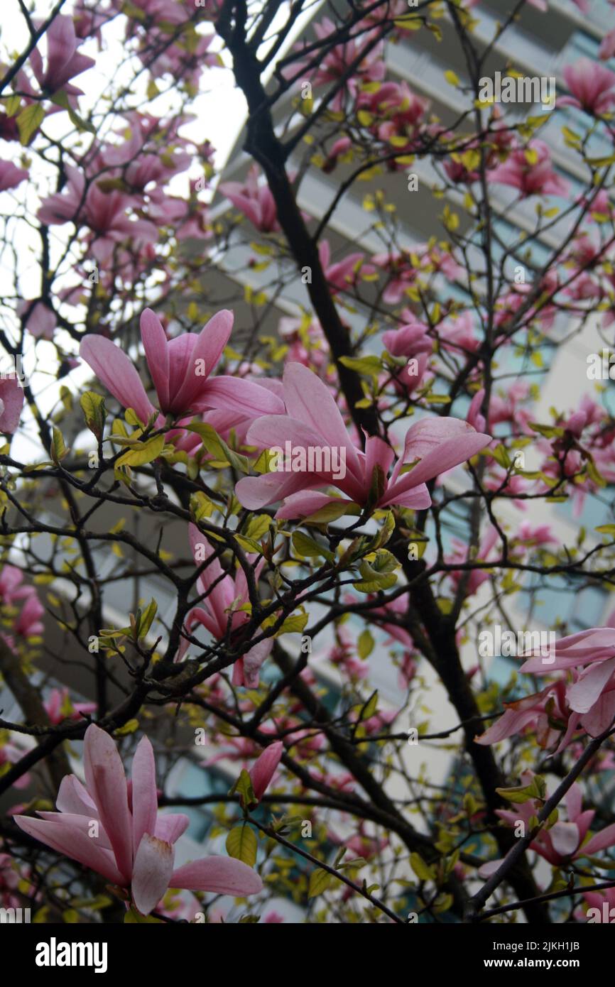 Eine vertikale Nahaufnahme von rosa Magnolienblüten auf den Ästen Stockfoto