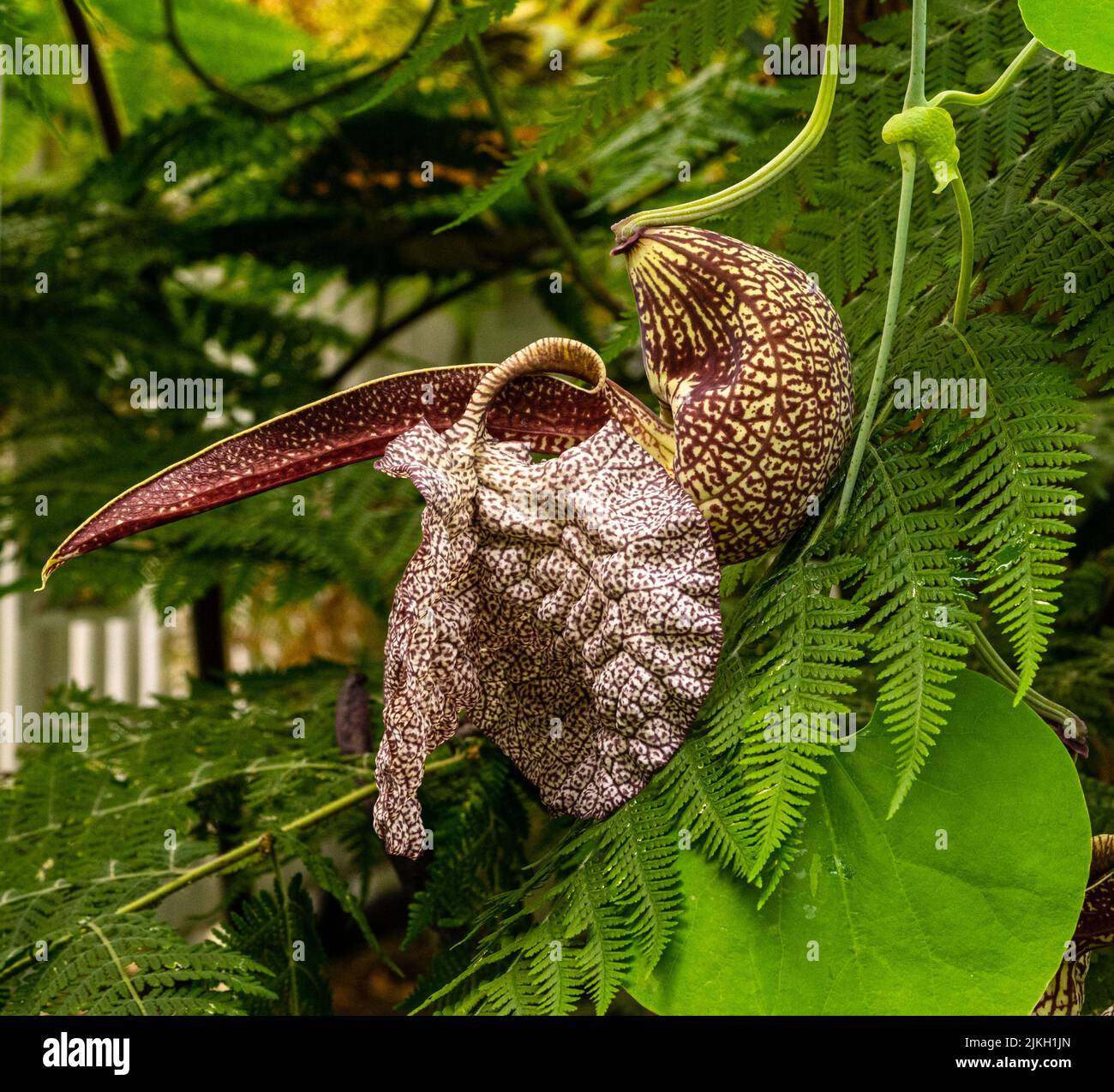 Klaffende holländer‘Pfeifenblume oder Pelikanblume (aristolochia labiata) Stockfoto