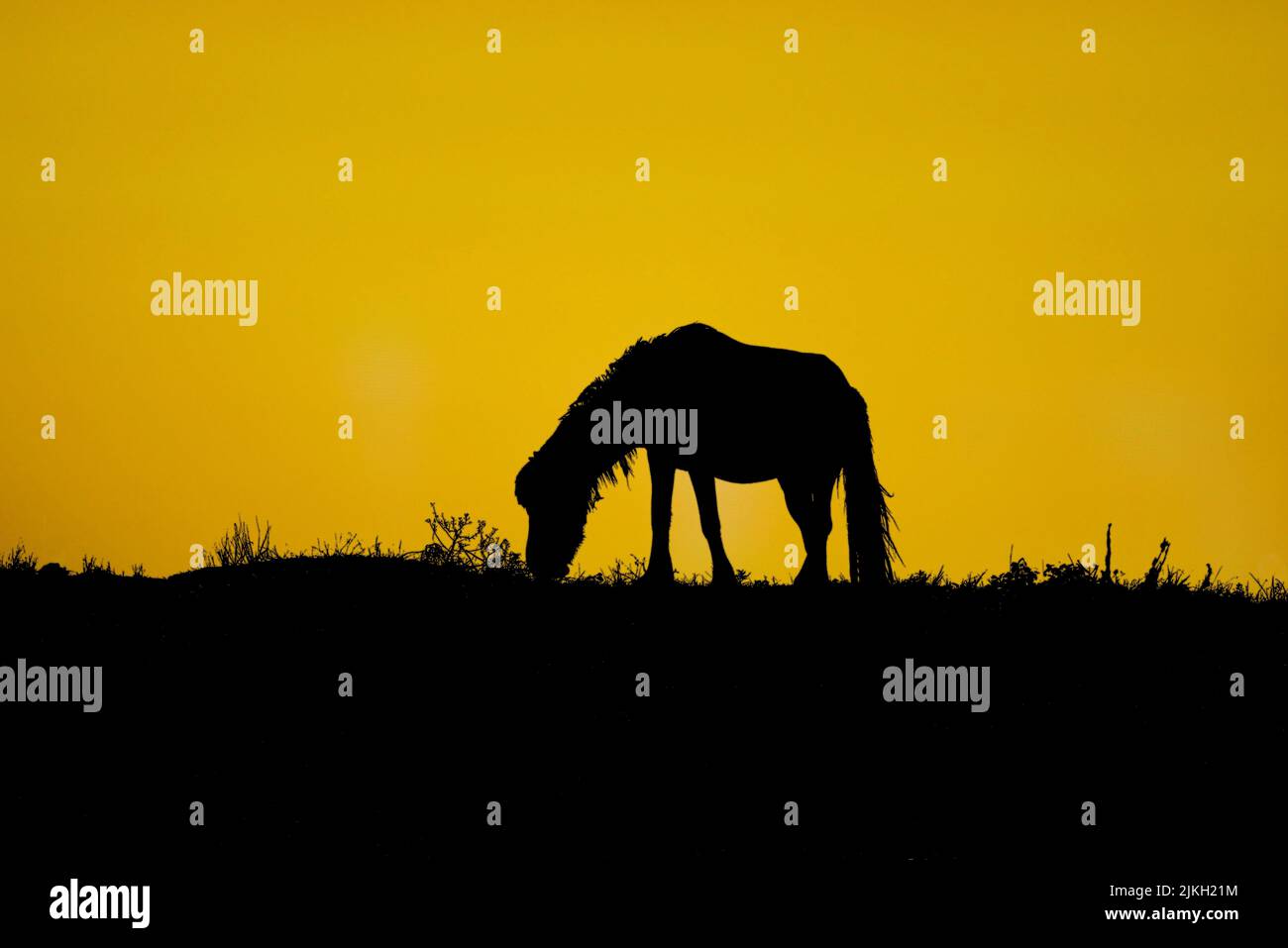 Die wilden Shackleford Mustangs sind nur mit dem Boot zu erreichen Stockfoto