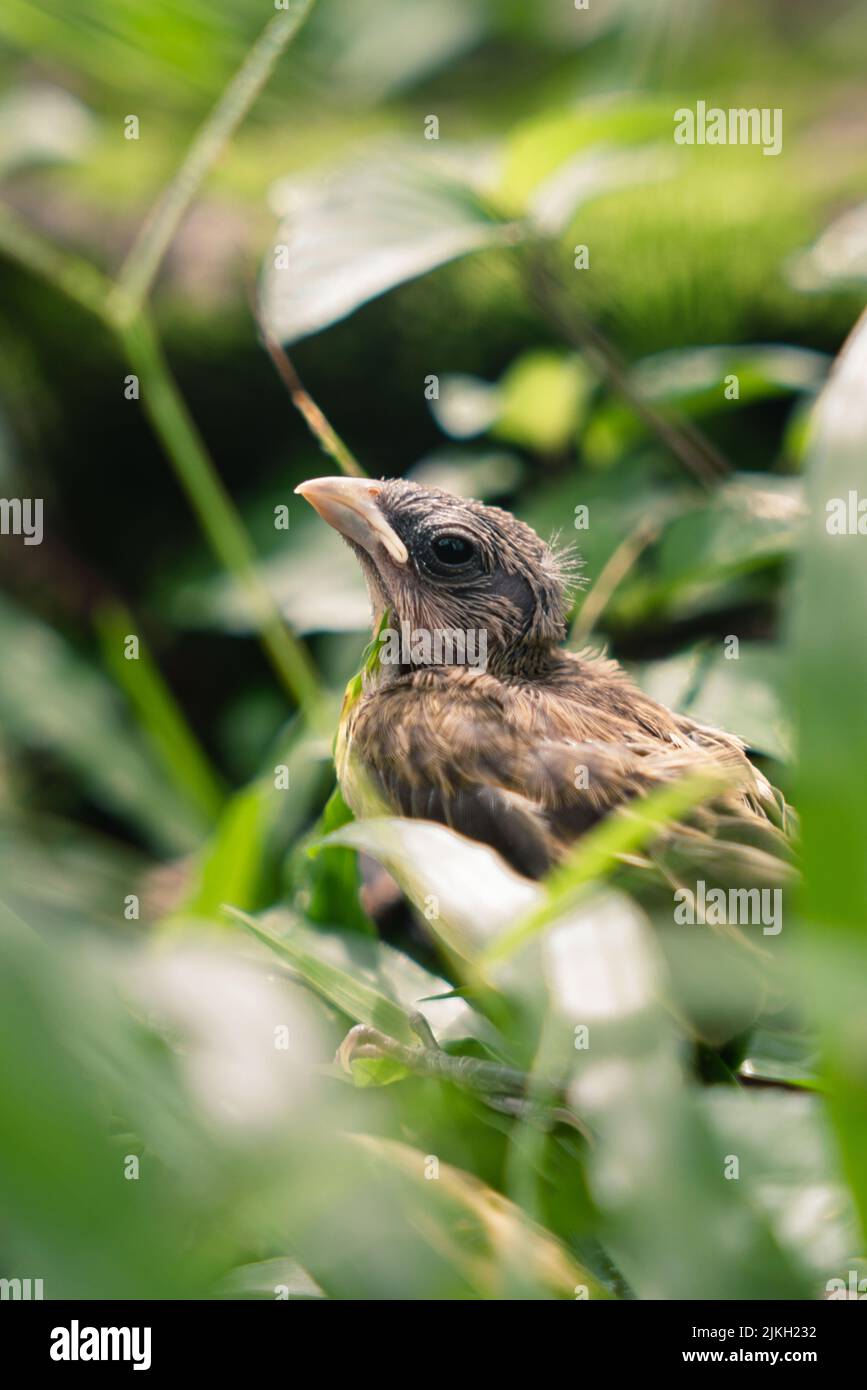 Ein schöner Schuss Safranfink hinter den Blättern Stockfoto