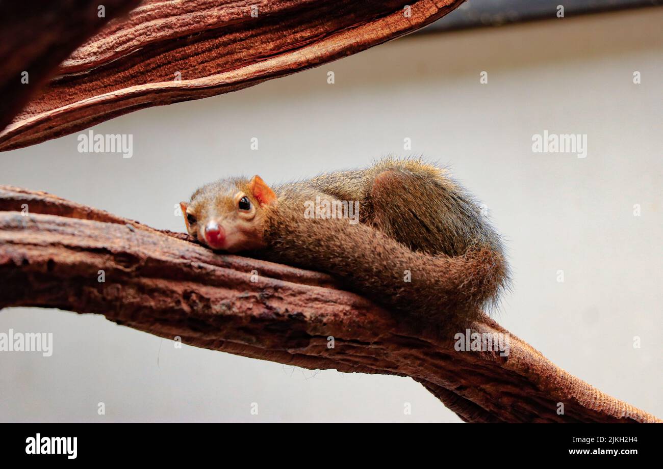 Eine wunderschöne Aufnahme eines niedlichen Baumes aus dem Norden Stockfoto