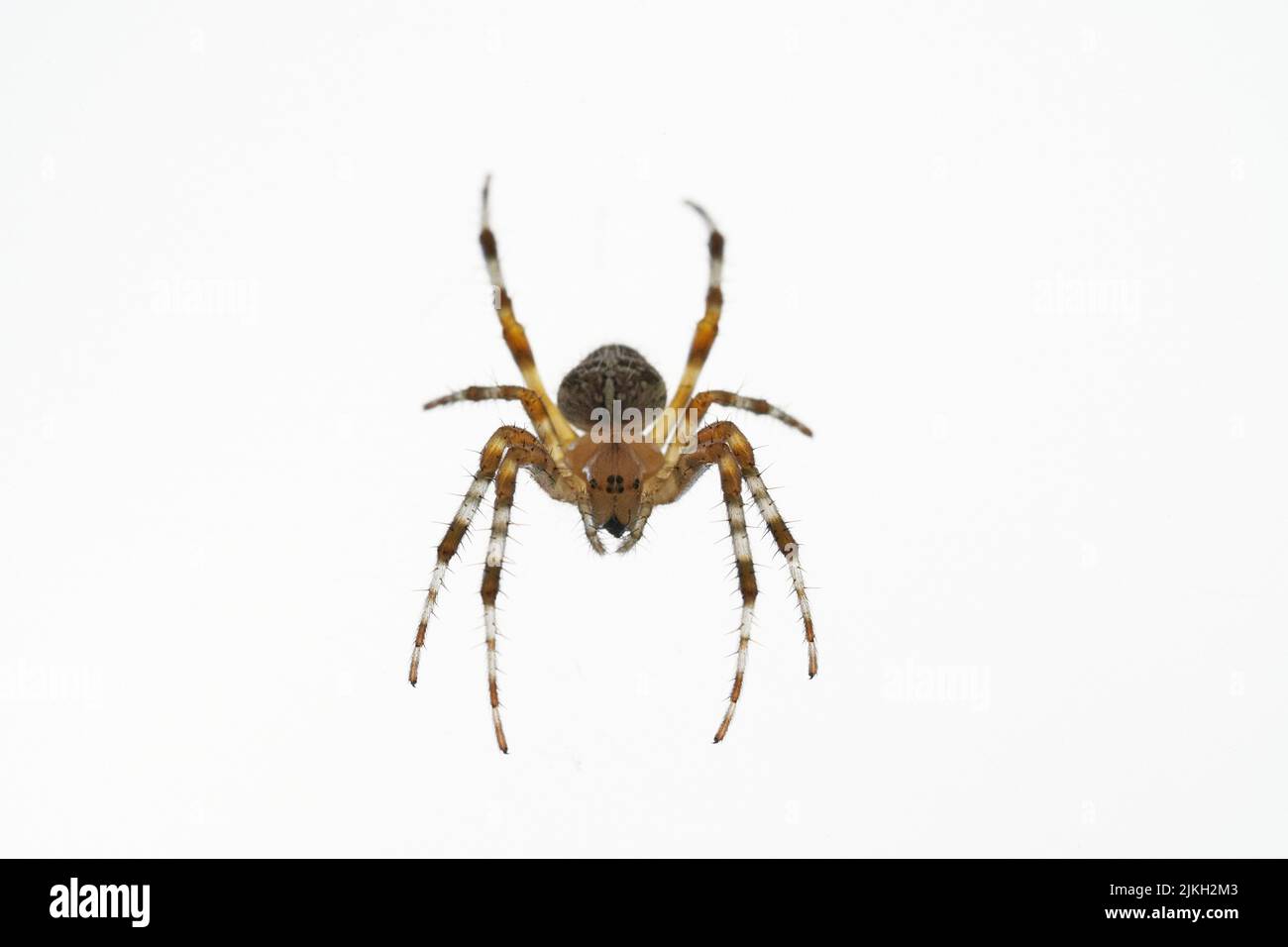 Araneus gehört zur Familie der gemeinsamen Orbis, die Spinnen weben Stockfoto