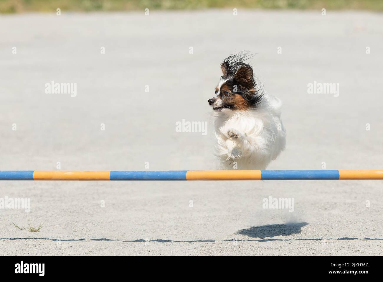 Papillon springt über eine Agility-Hürde auf einem Dog Agility Course Stockfoto