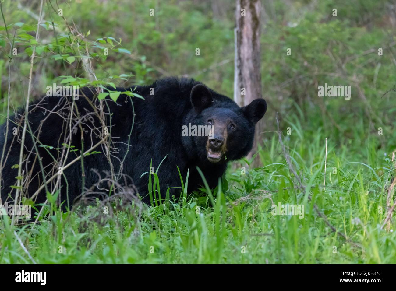 Schwarzer Bär, der Gras auf einem Feld frisst Stockfoto