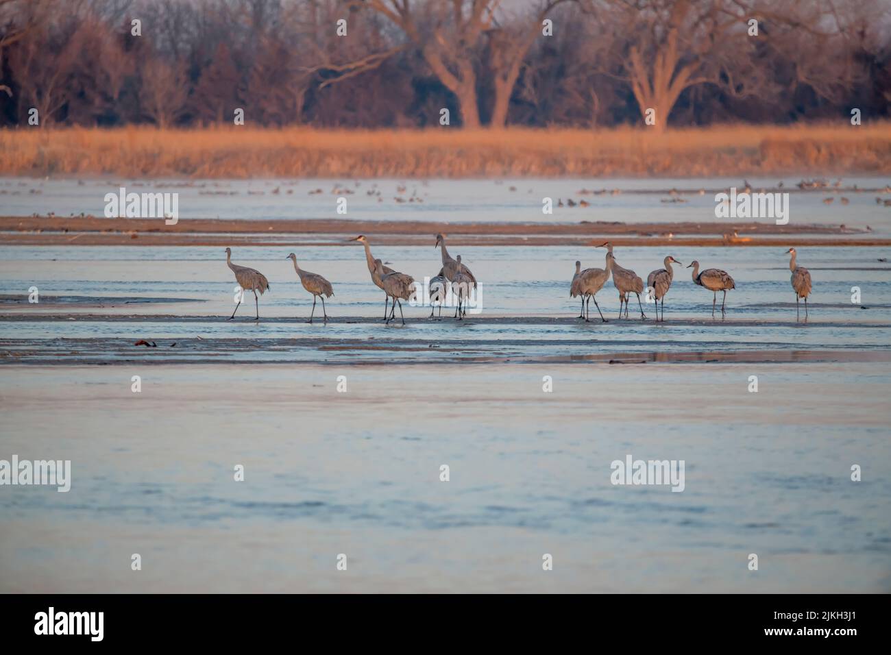 Eine Schar von Sandhügelkranen, die am Ufer eines Sees ruht Stockfoto