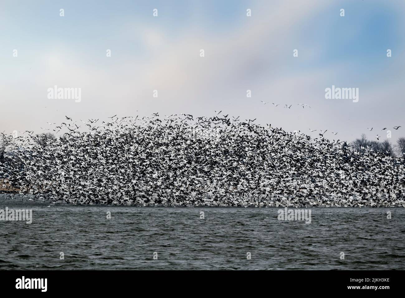 Große Schar von Schneegänsen auf dem See Stockfoto