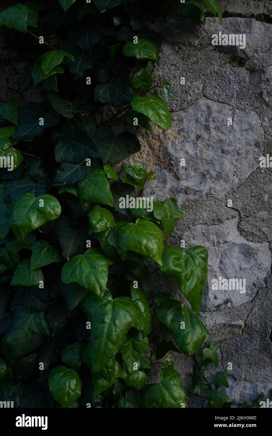 Eine vertikale Nahaufnahme von Efeu-Blättern, die mit Wassertropfen bedeckt sind, die an einer Wand klettern Stockfoto