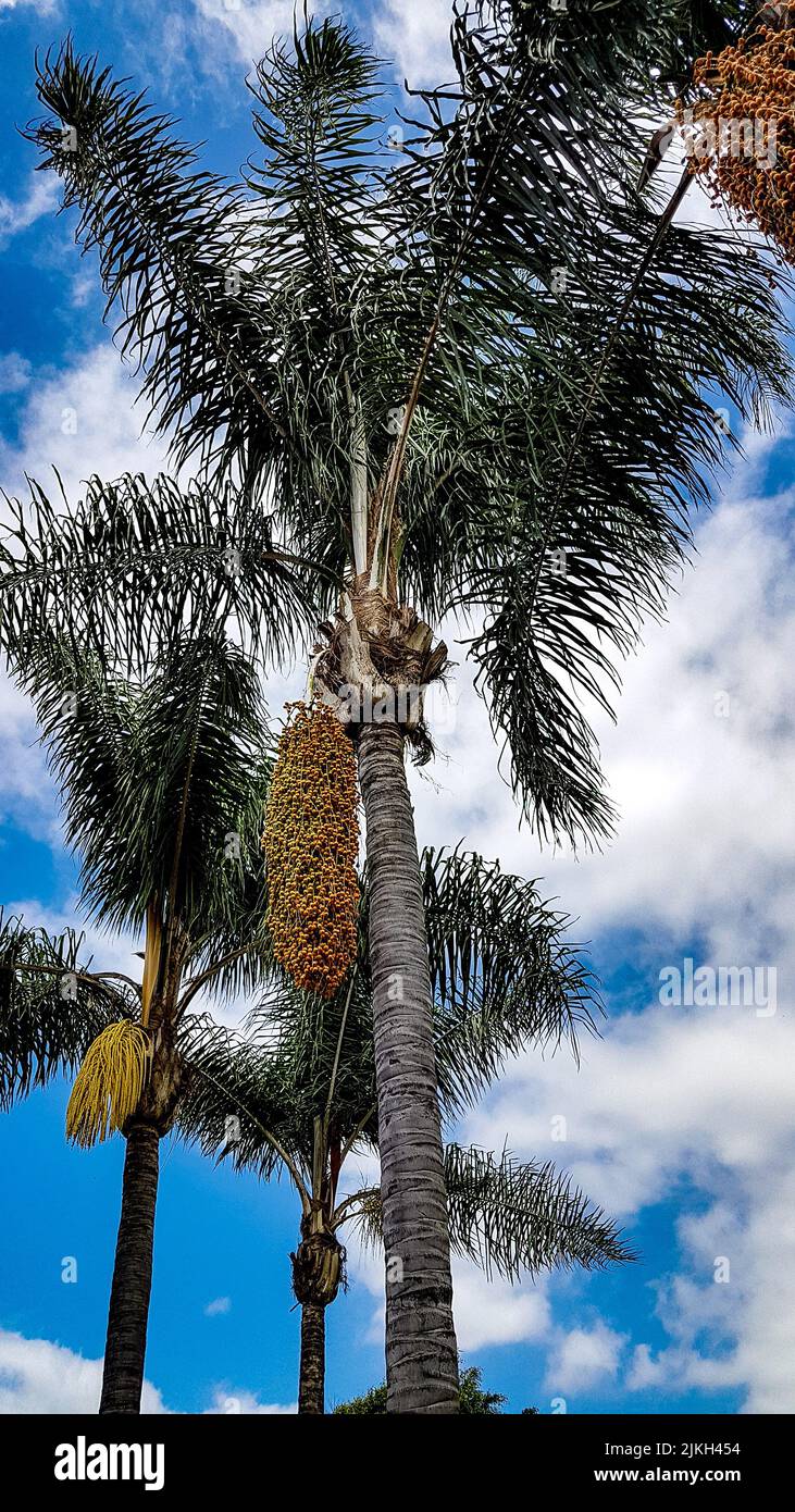 Eine vertikale Aufnahme von Palmenfrüchten, die an seinem Baum hängen Stockfoto