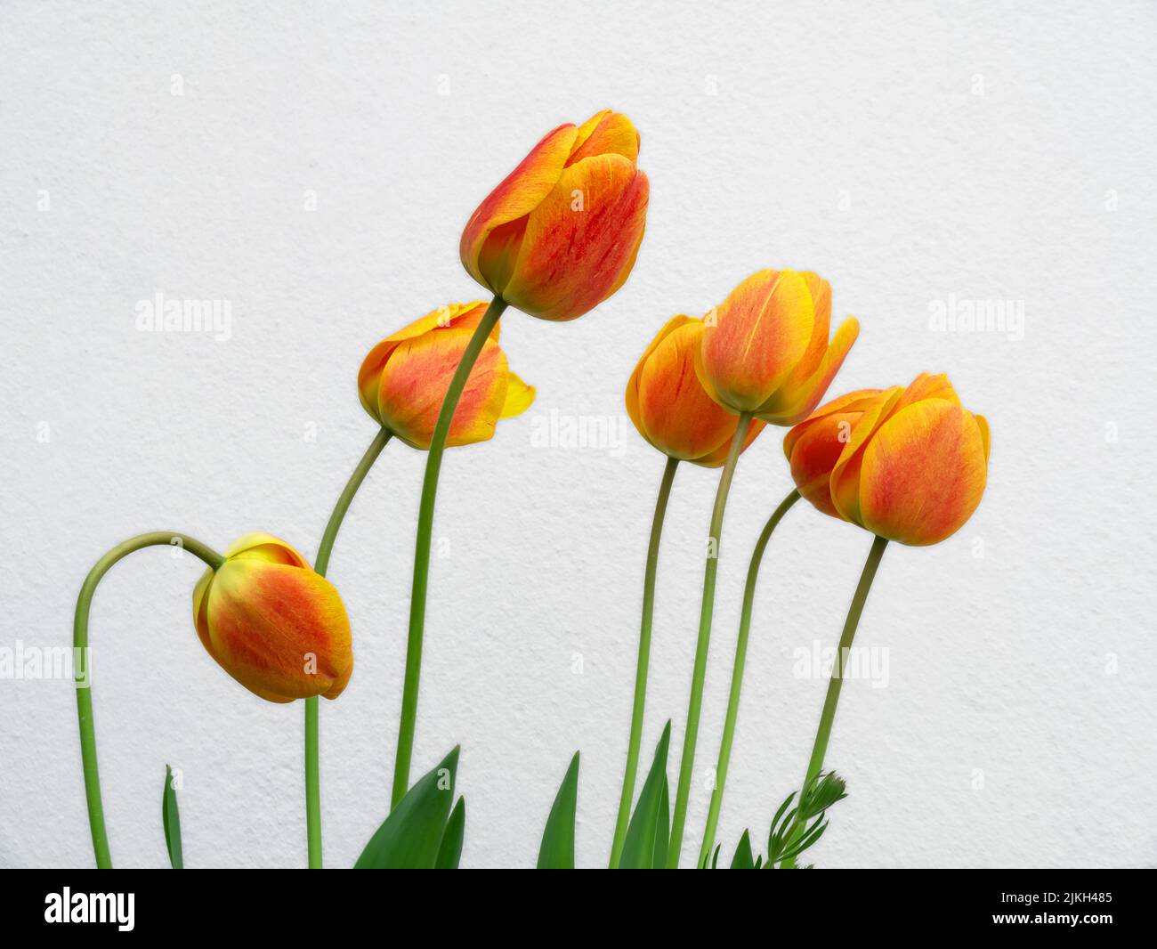 Tulpenfest. Eine bunte Gruppe von Tulpen vor einem weißen Hintergrund mit hoher Tonart. Stockfoto