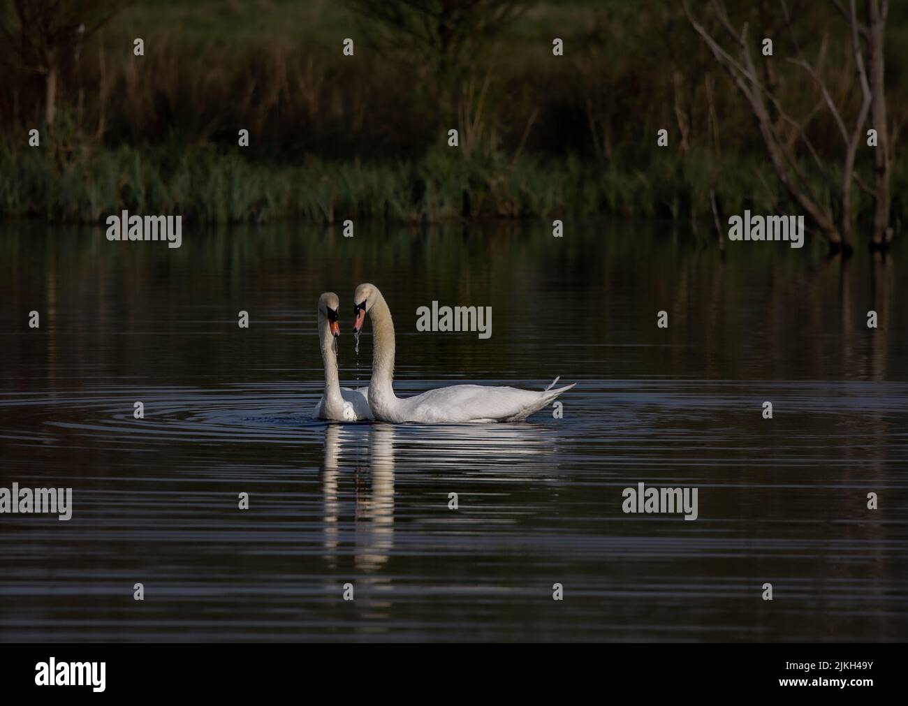 Die beiden schönen Schwäne am See Stockfoto