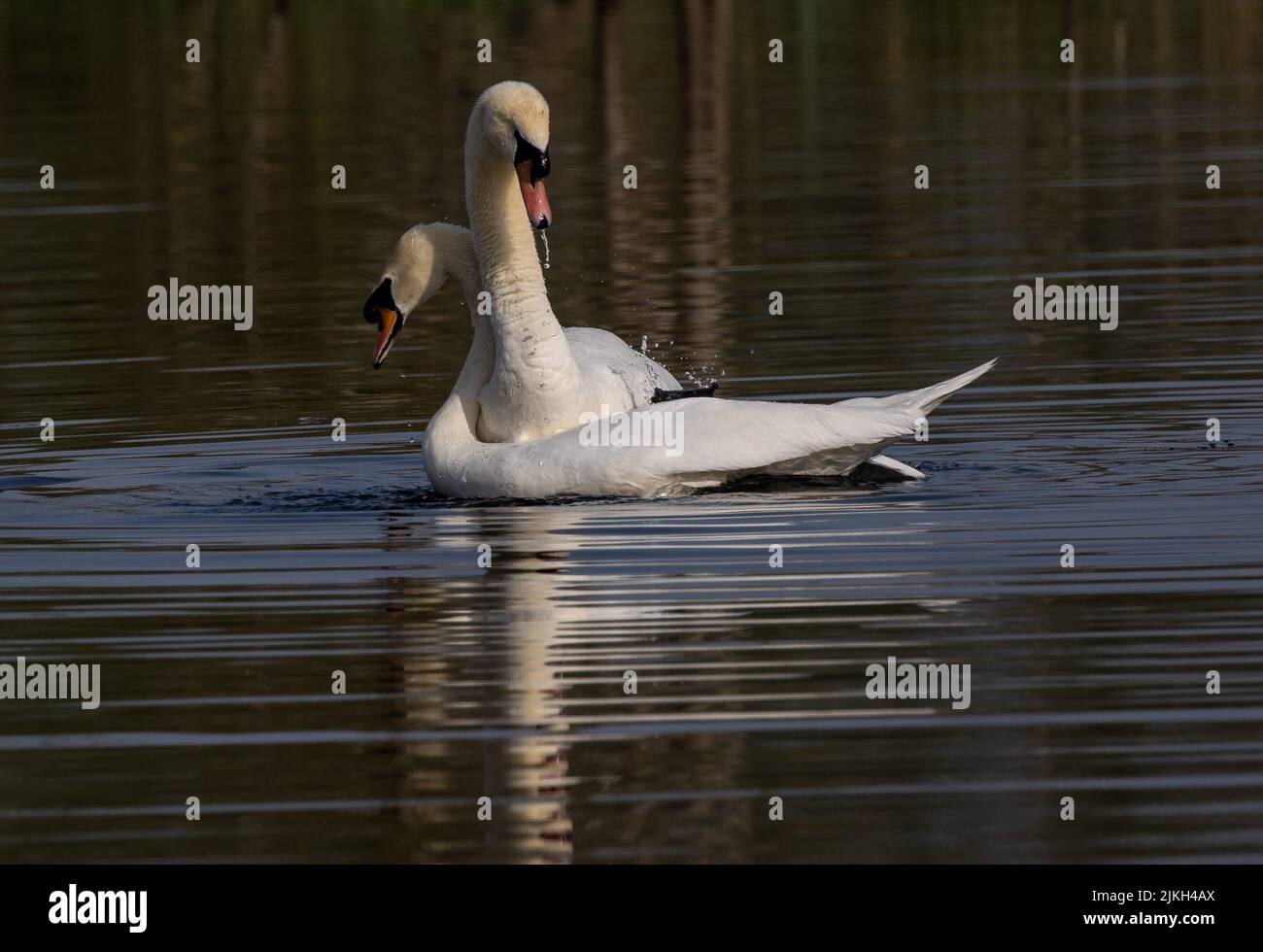 Ein Paar weiße Schwäne auf dem Wasser Stockfoto