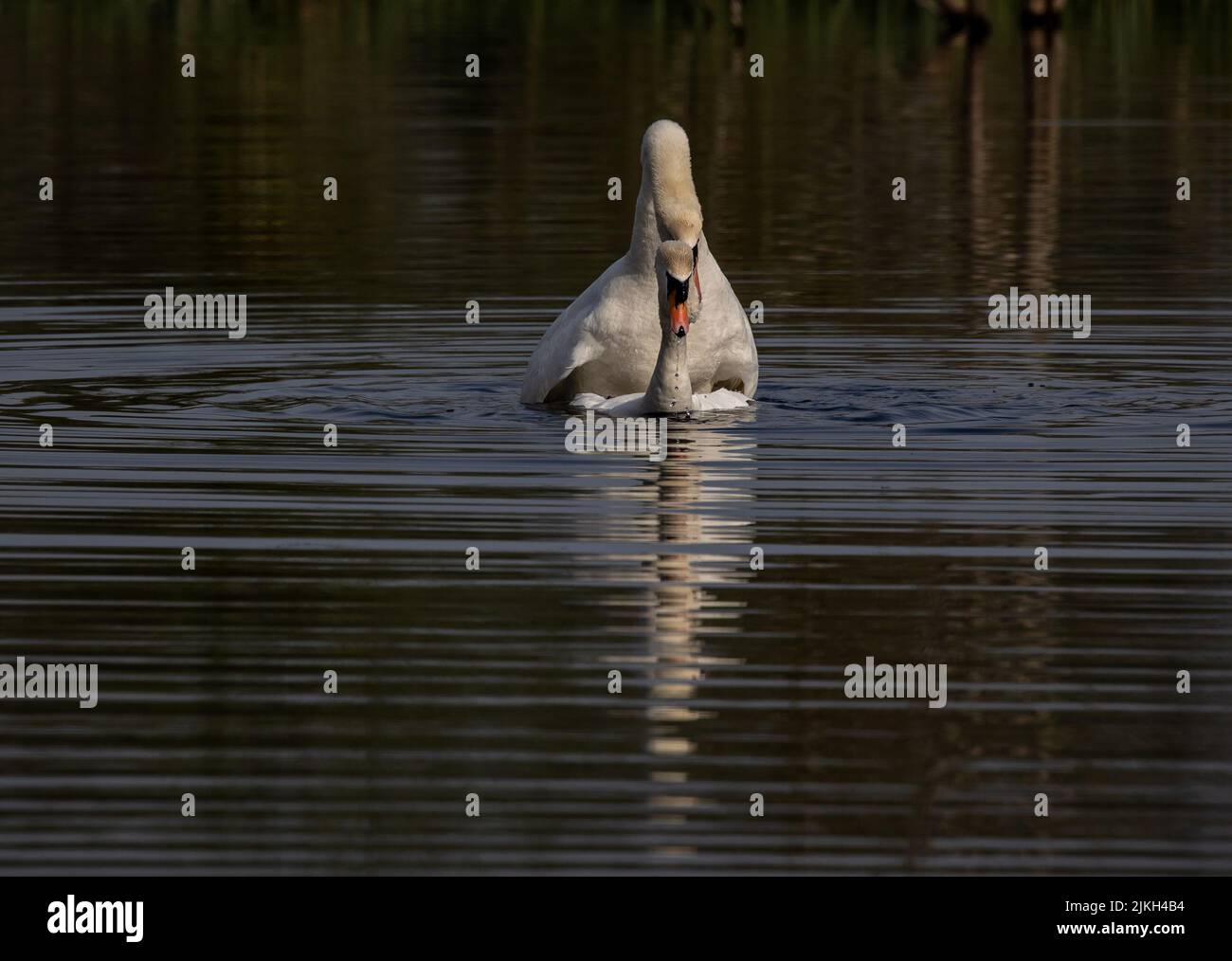 Ein Paar weiße Schwäne auf dem Wasser Stockfoto