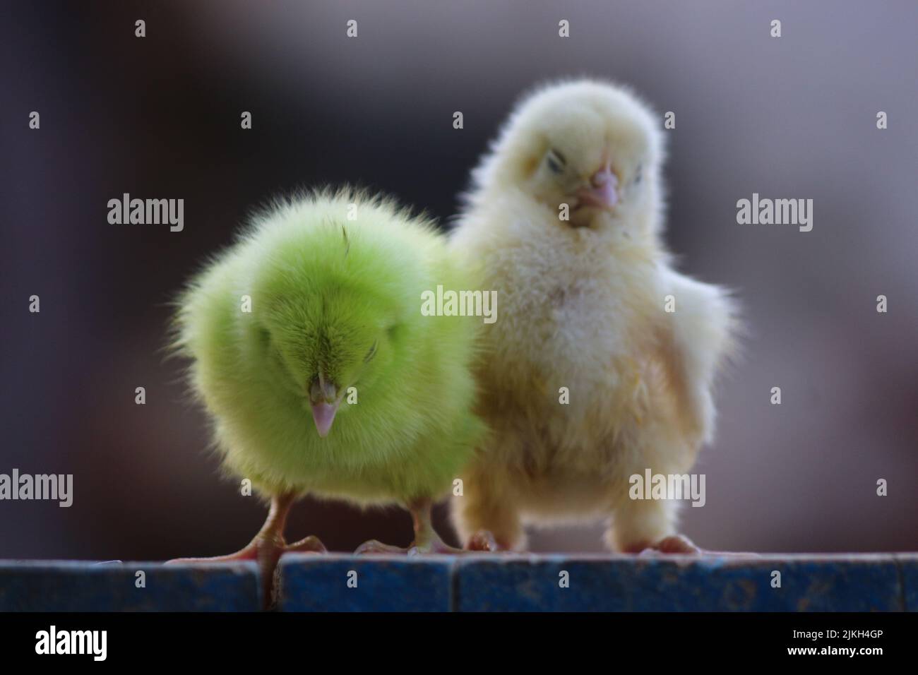 Eine Nahaufnahme von zwei kleinen Hühnern, die auf unscharfem Hintergrund zusammenstehen Stockfoto