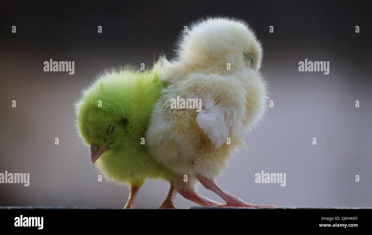 Eine Nahaufnahme von kleinen Hühnern auf unscharfem Hintergrund Stockfoto