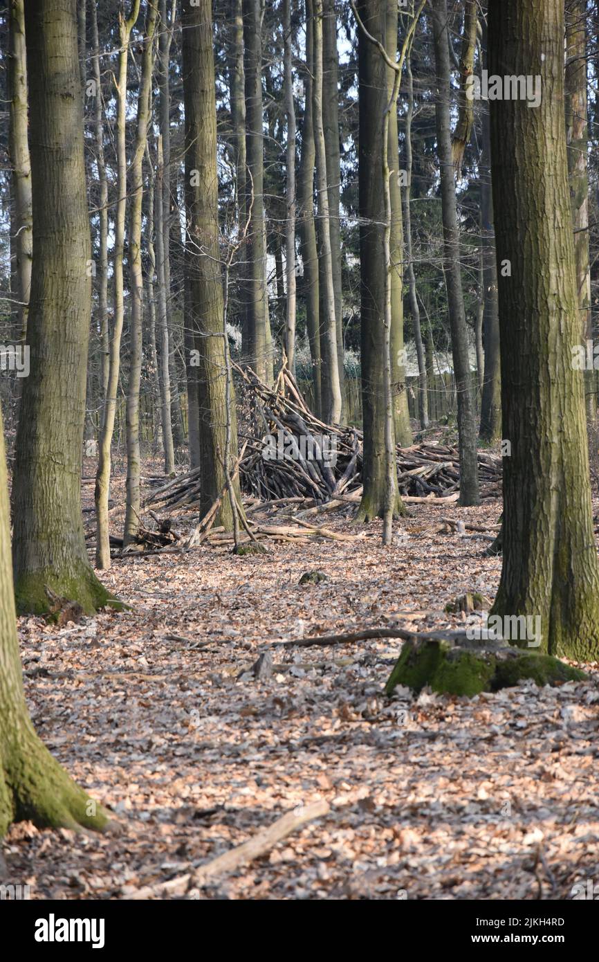 Eine vertikale Aufnahme eines leeren Waldes mit hohen Bäumen Stockfoto