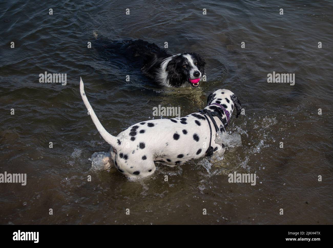 Ein labrador Retriever und ein Border Collie haben Spaß im Wasser Stockfoto