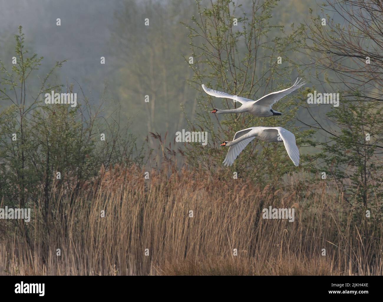 Eine selektive Fokusaufnahme von zwei Schwanen im Flug Stockfoto