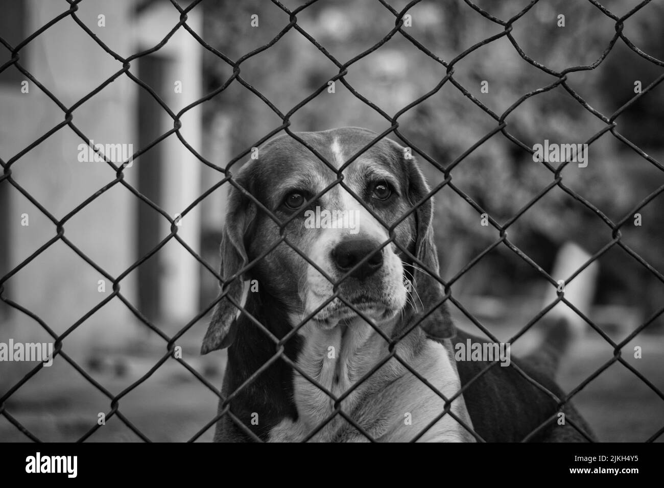 Eine monochrome Aufnahme eines Hundes in einem Käfig Stockfoto