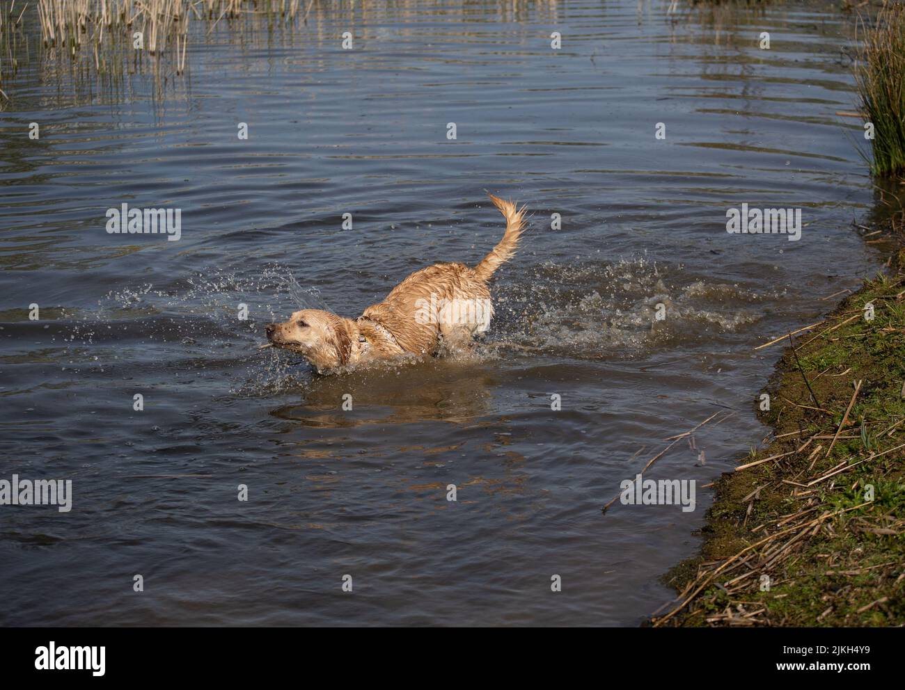 Ein labrador Retriever, der Spaß im Wasser hat Stockfoto
