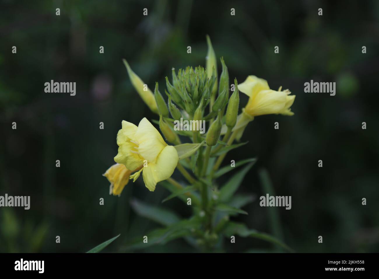 Eine Oenothera biennis, gewöhnliche Abendkerzengelbe Blüten in Wiesenabschichtung selektiver Fokus Stockfoto