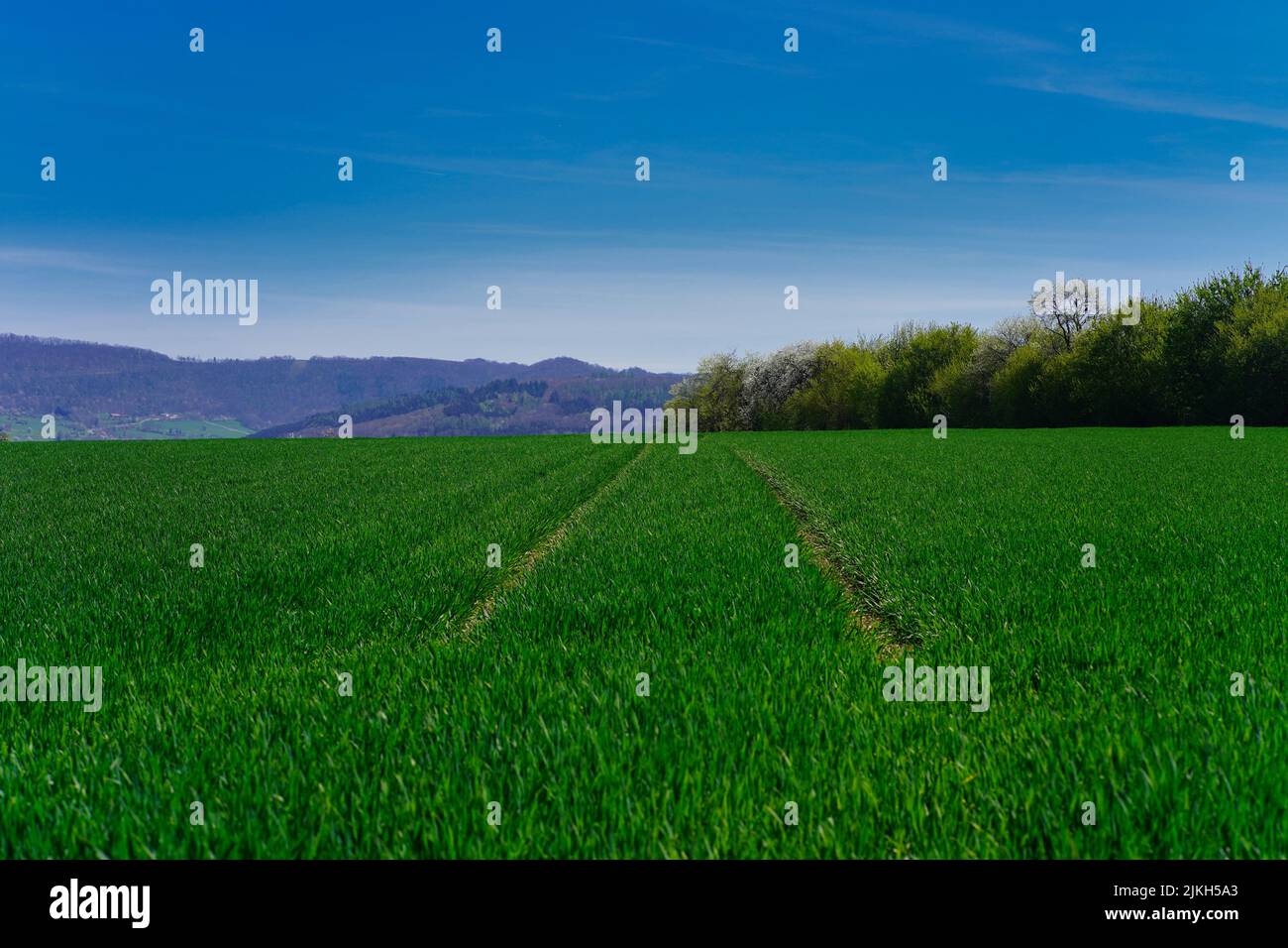 Eine schöne Aussicht auf ein grünes Grasfeld mit Bäumen im Hintergrund Stockfoto