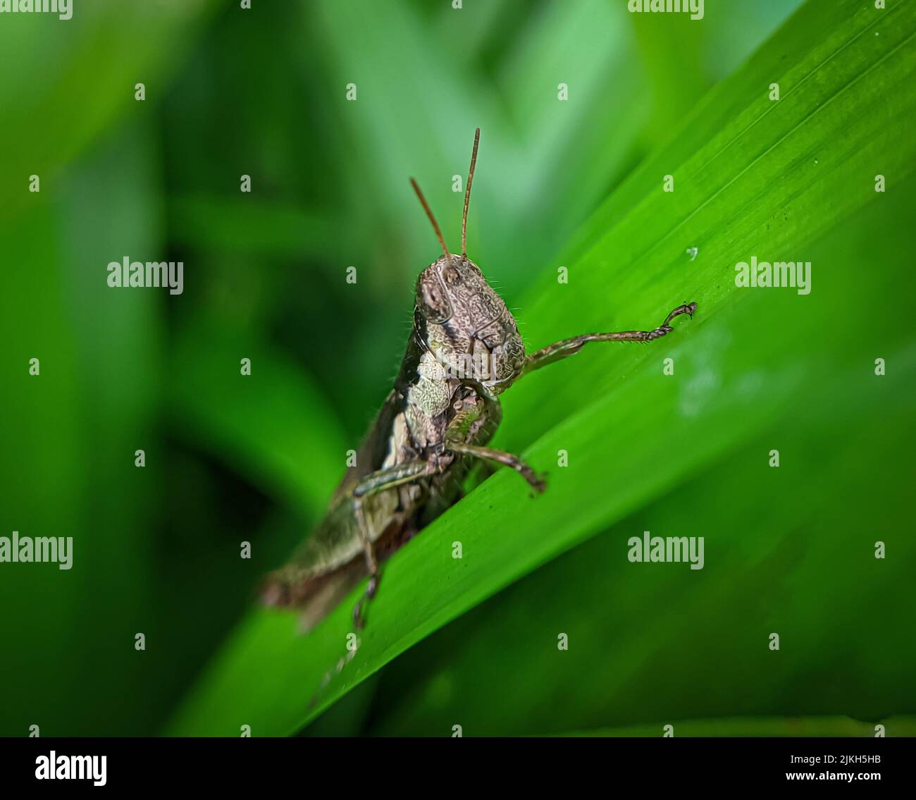 Heuschrecken sind eine Gruppe von Insekten, die zur Unterordnung Caelifera gehören. Sie gehören zu der wahrscheinlich ältesten lebenden Gruppe von Kaukräutern Stockfoto
