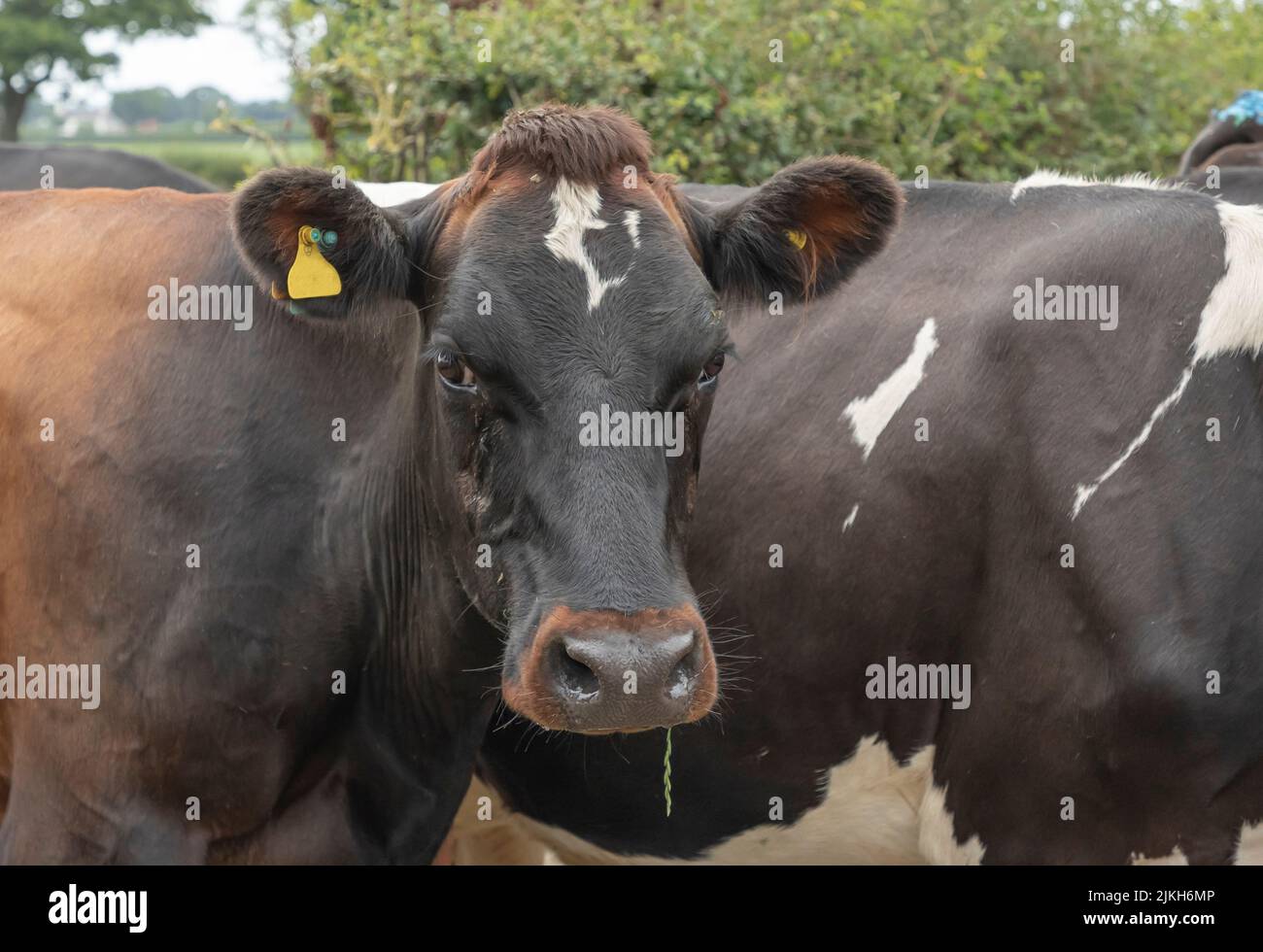 Schwarz-braune Kuh watete mit einem Stück Gras im Mund und schaute direkt auf die Kamera auf ihrem Weg zum Melkstand Stockfoto