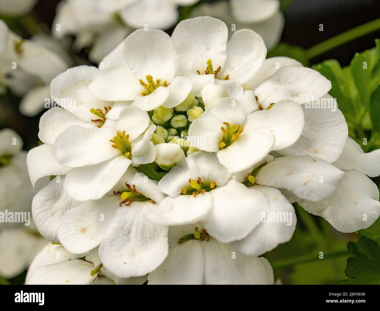 Eine Nahaufnahme von Evergreen Candytuft-Blumen, die an einem sonnigen Tag blühen Stockfoto