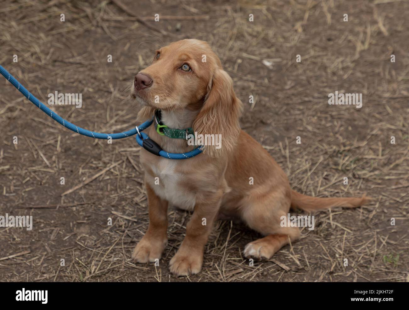 Sandig gefärbter Cocker Spaniel, der sich hinsetzte und nach oben schaute Stockfoto